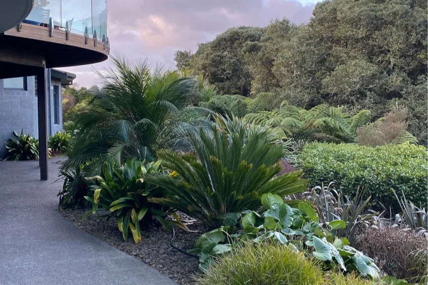 Maintained subtropical garden border with palms and cycads, Whangarei