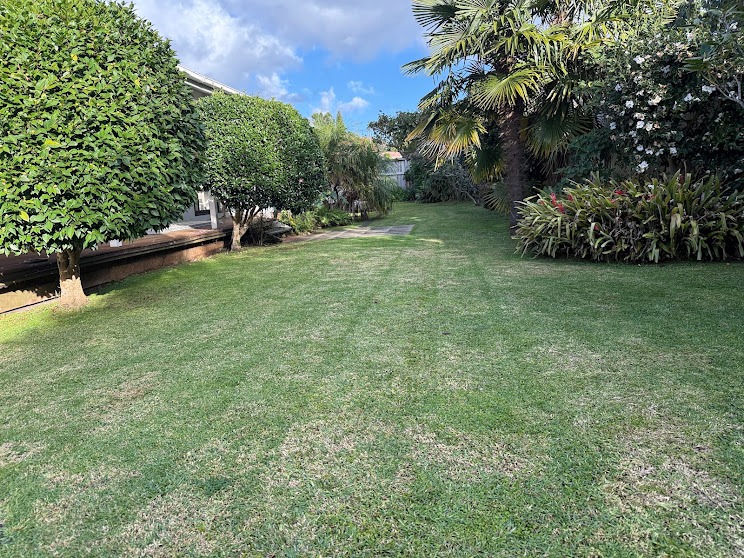 Large back lawn with palms freshly mowed, Whangarei