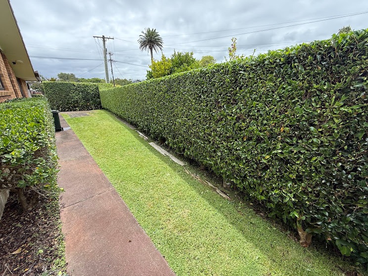 Long boundary hedge freshly trimmed, Whangarei