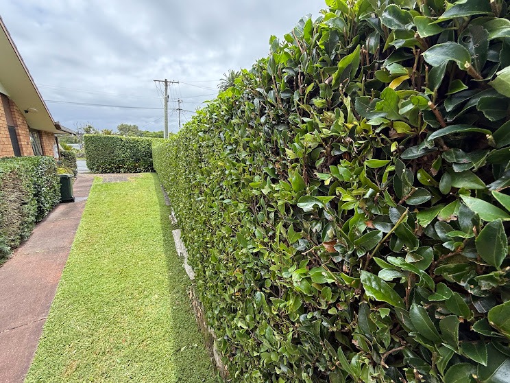 Mowed strip beside the hedge, Whangarei