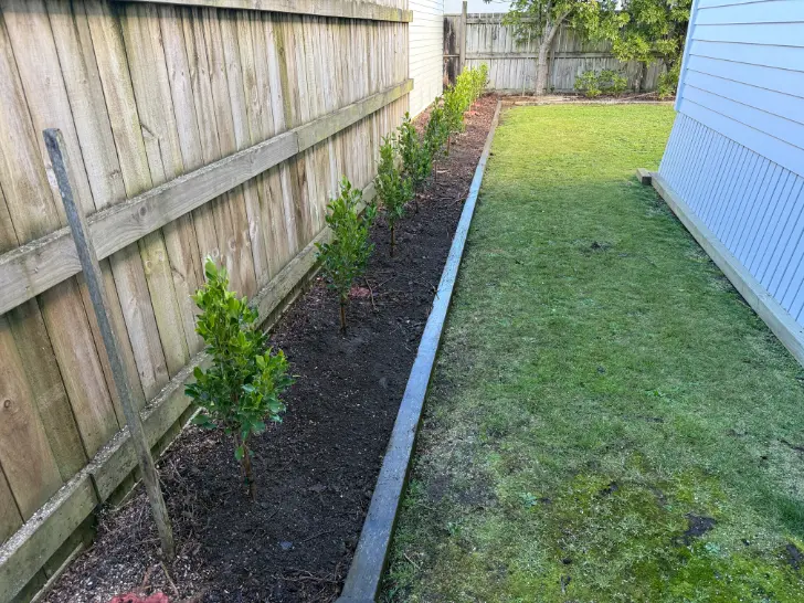 New hedge planted in a prepared bed along a fenceline, Whangarei