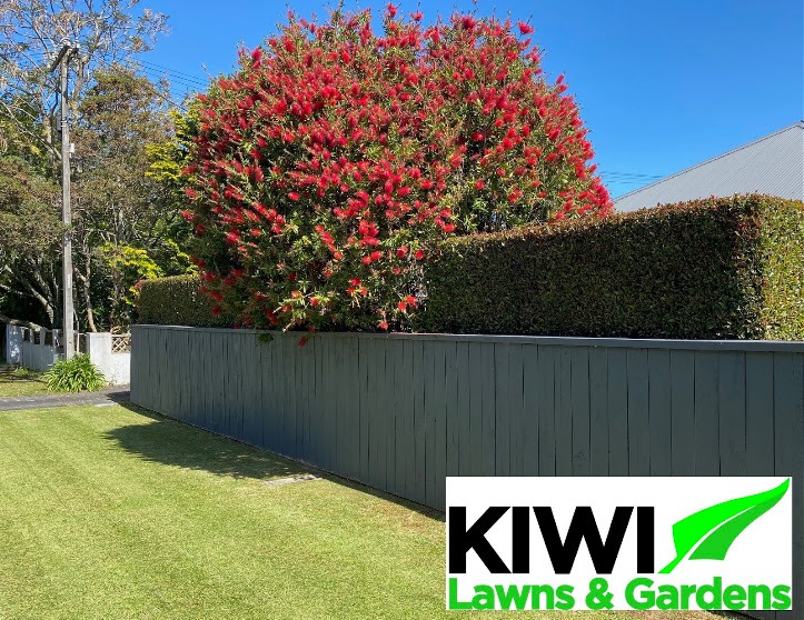 Pohutukawa hedge and verge, Whangarei