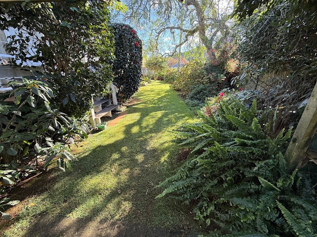 Shaded side lawn with ferns, Whangarei