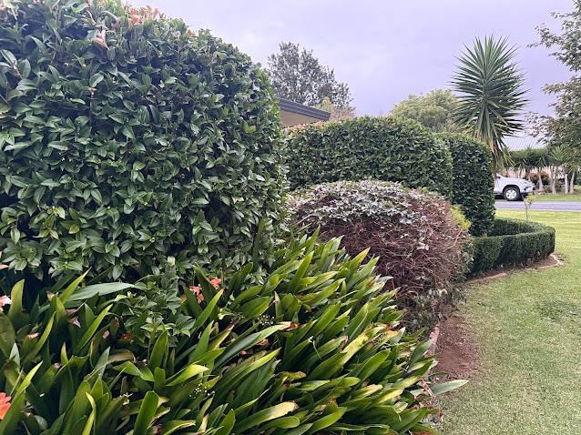 Shaped shrubs in a maintained garden bed, Whangarei