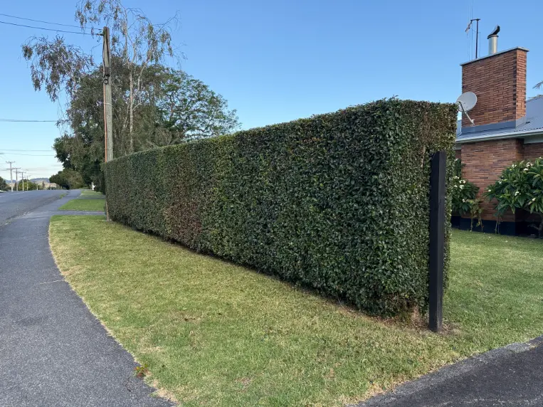 Street boundary hedge trimmed neatly, Whangarei