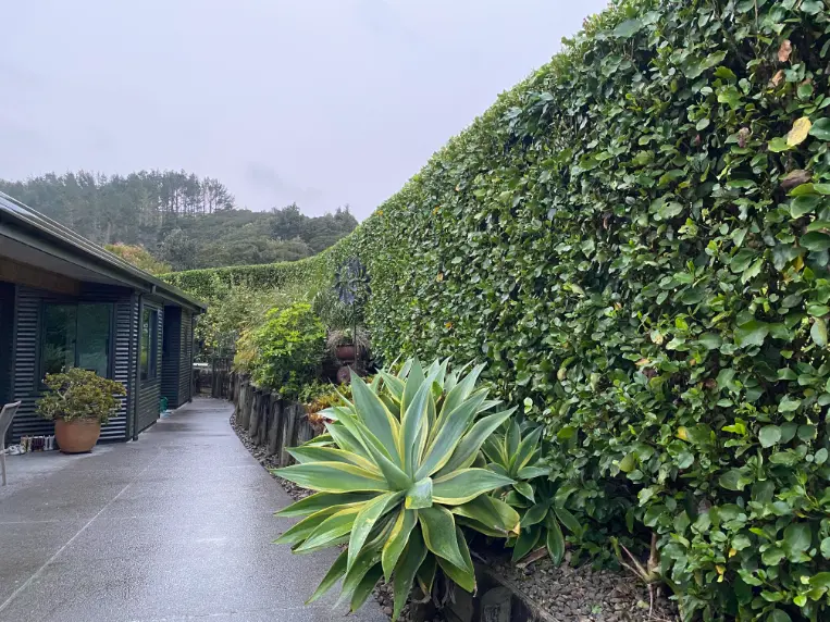 Tall boundary hedge trimmed flat along a driveway in Whangarei