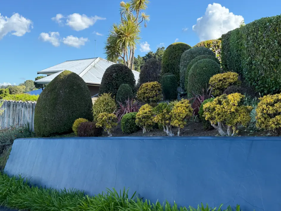 Shaped topiary hedges above a retaining wall, Whangarei